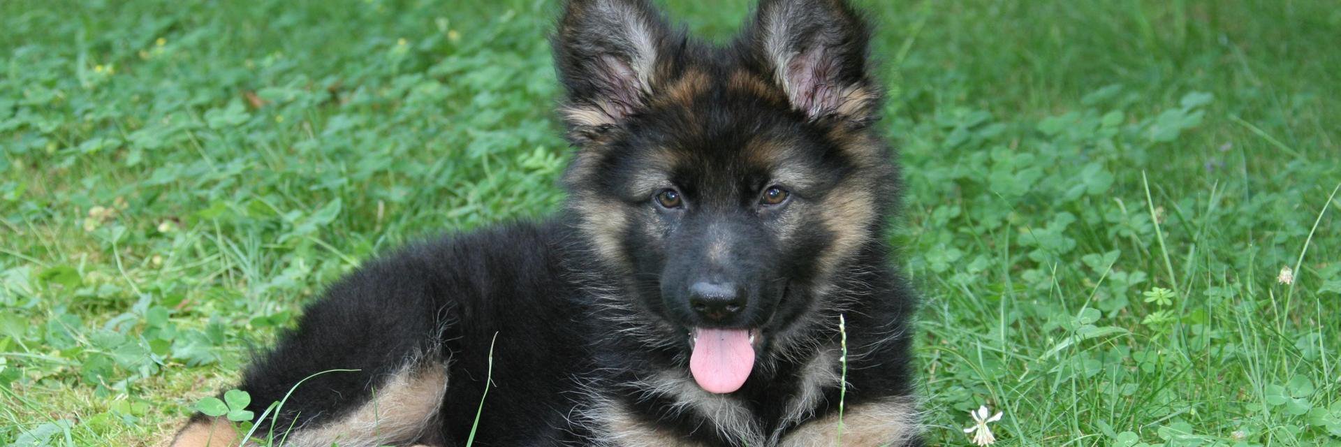 Dog and Animal Protect banner