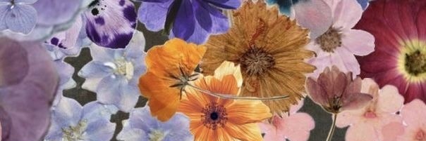 moreljanett's profile banner image