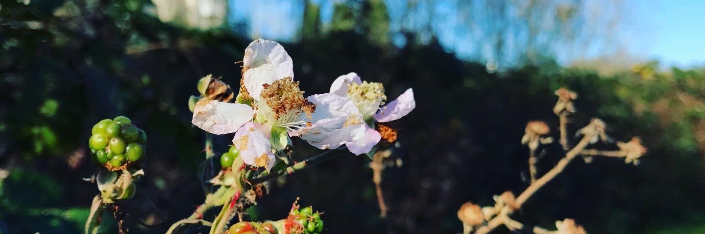 Collings Park Trust banner
