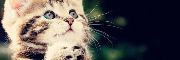 cats_moe's profile banner image