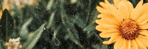 muberrakalkan1's profile banner image