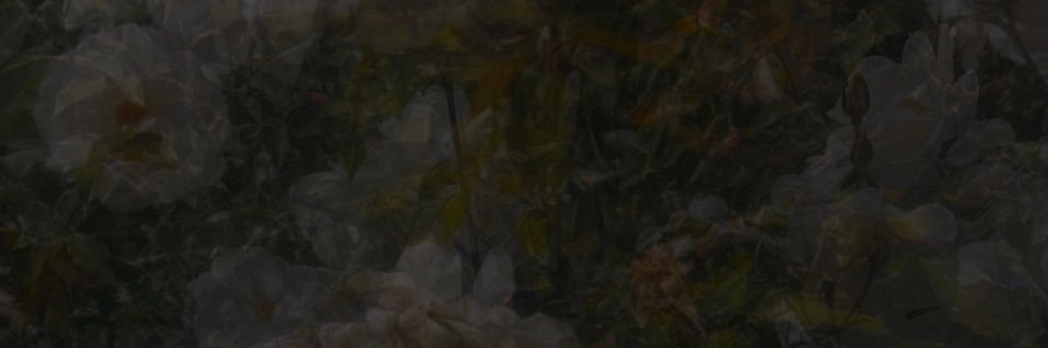 samalexxa's profile banner image