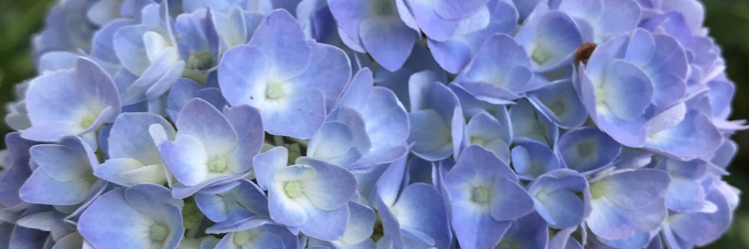 Eileen A 📎🌊🇺🇦🌻🌴🥥 banner