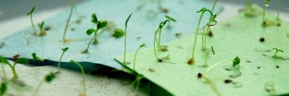 papergardenmc's profile banner image