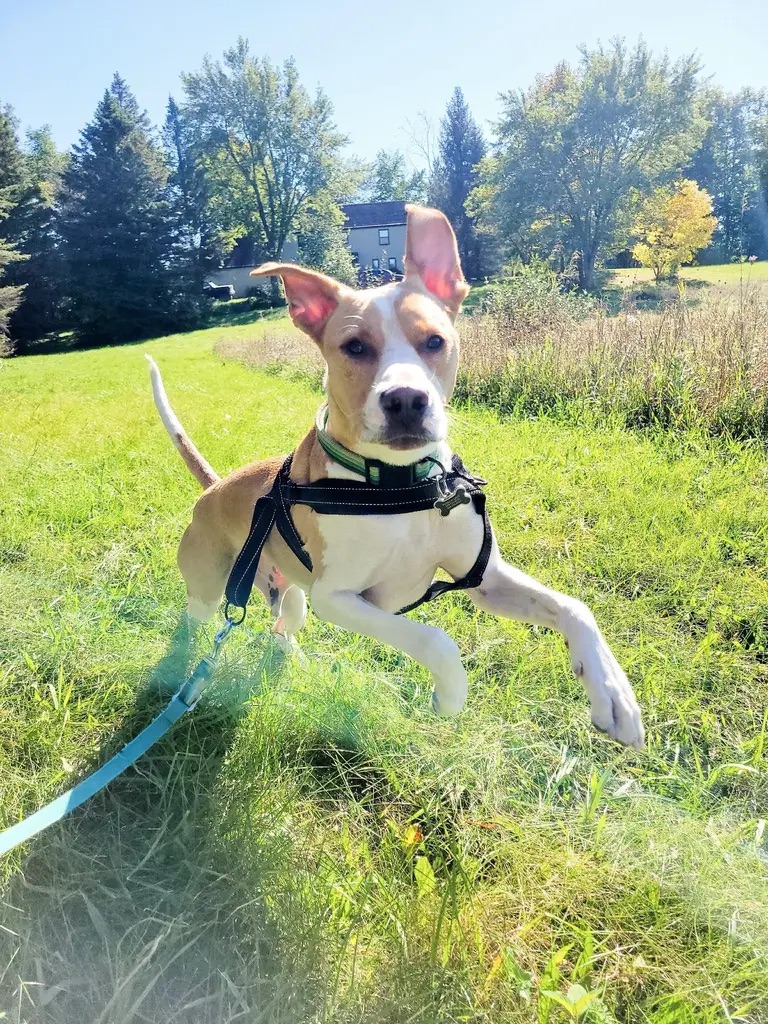 DogloverGiles's profile banner image
