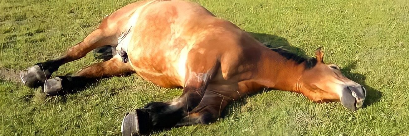 Dylan Seunant banner