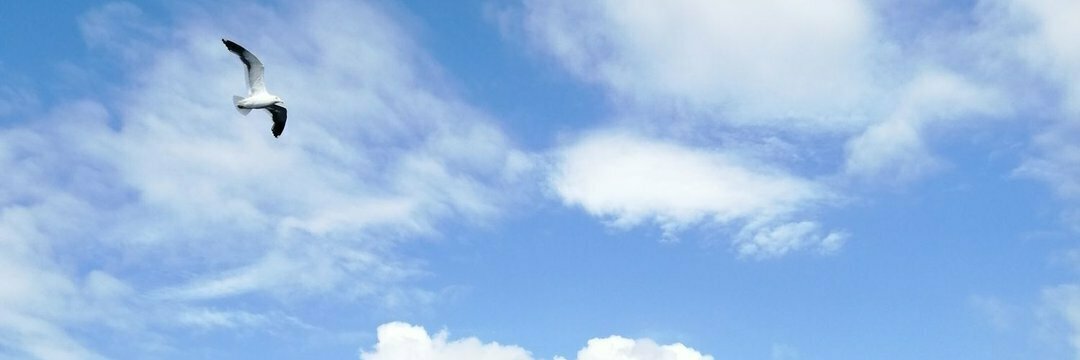 @carloshr@lile.cl 🦣 | Link in bio banner