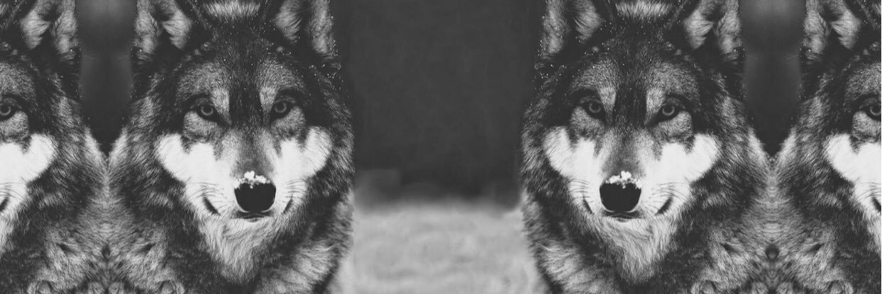 your_qeen's profile banner image