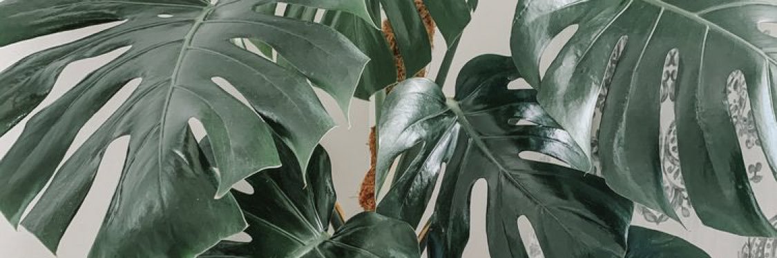 lien_strubbe's profile banner image