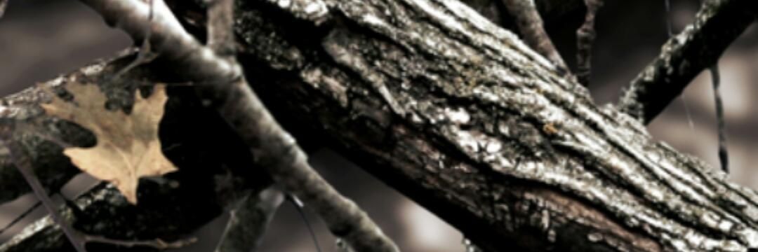 __Ricki__Wing's profile banner image