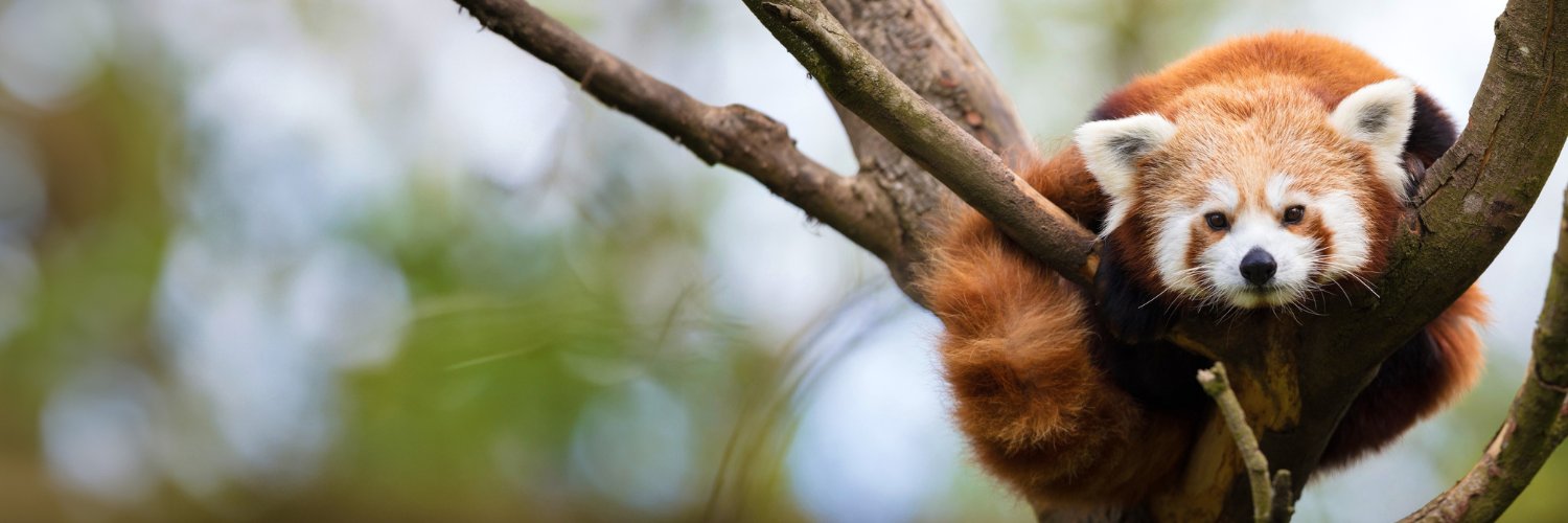 Dublin Zoo banner