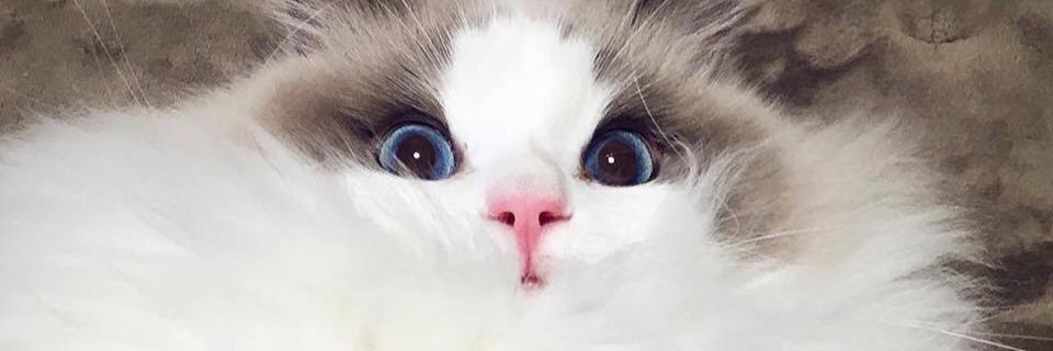 Beth banner