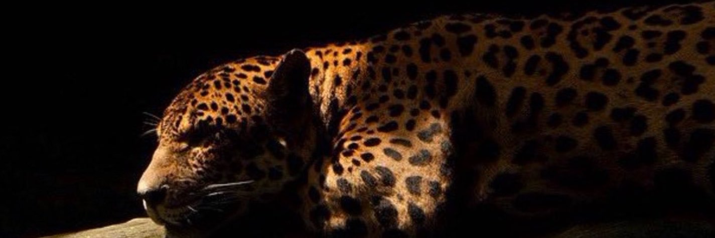 Sattamsij's profile banner image