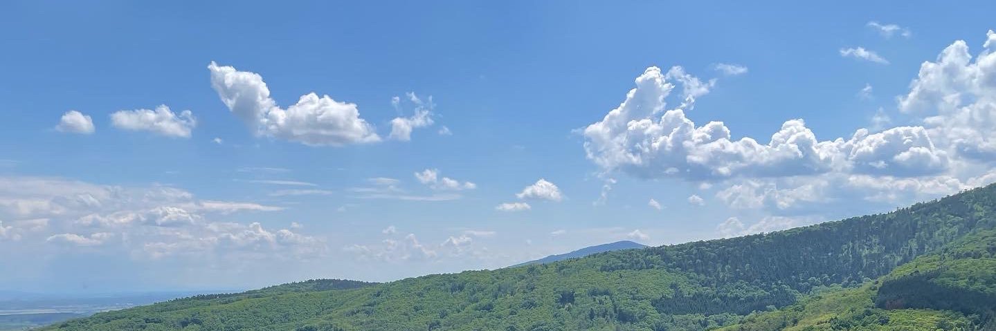 Bernadette Gall banner