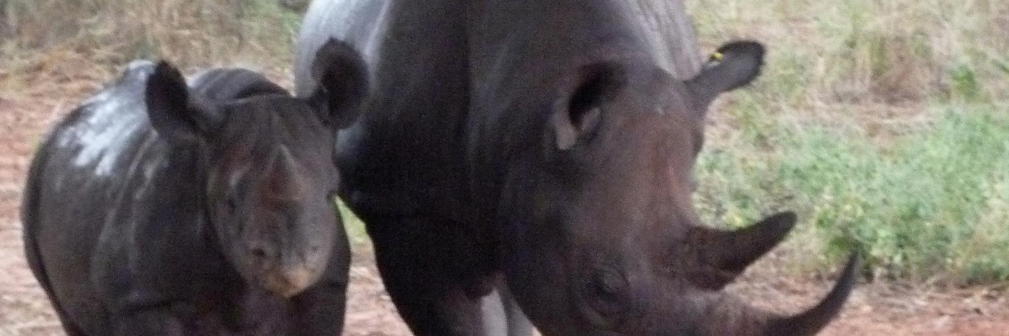 Rebuild Zimbabwe banner