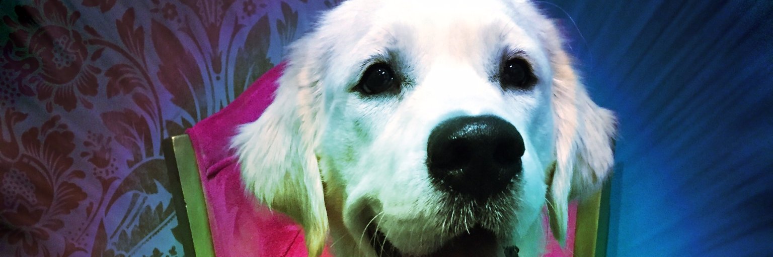TCC_Dog's profile banner image
