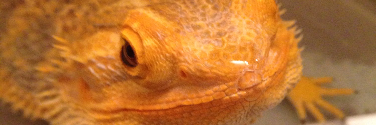 Marshykip's profile banner image