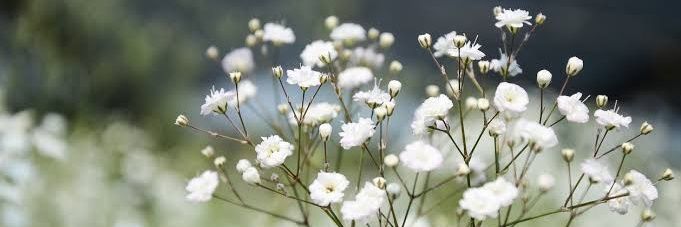 ɑ banner