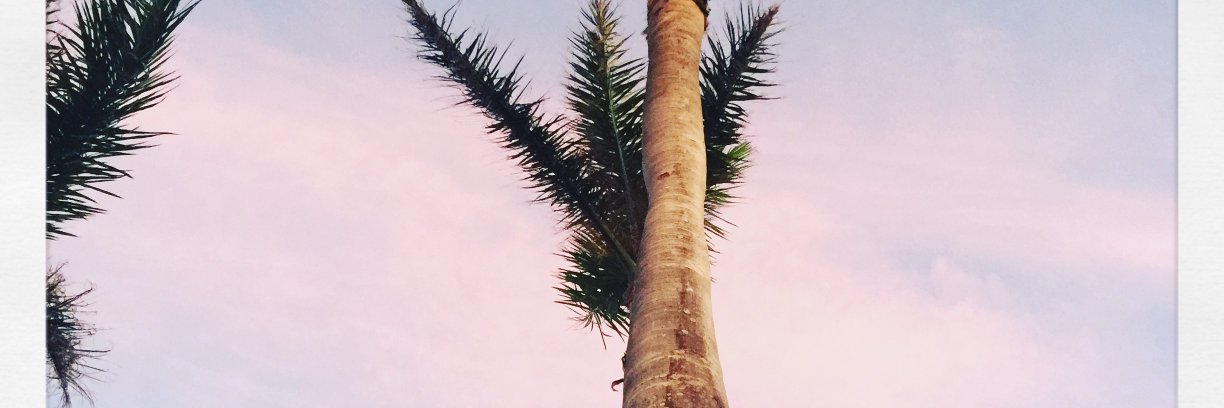 Rosenbej's profile banner image