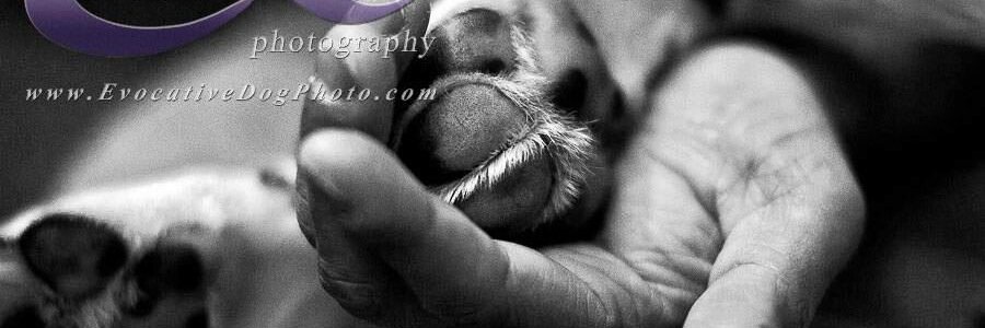 evocativephoto's profile banner image