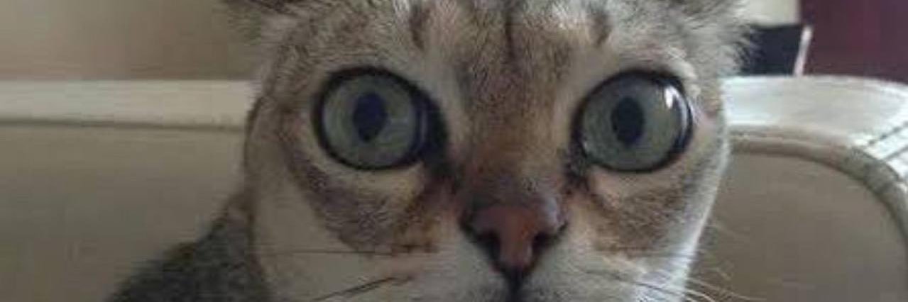 melissinea's profile banner image