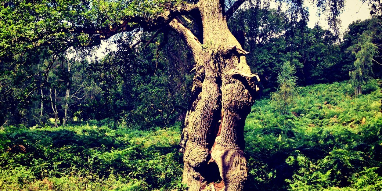 _TheTreeofLife's profile banner image