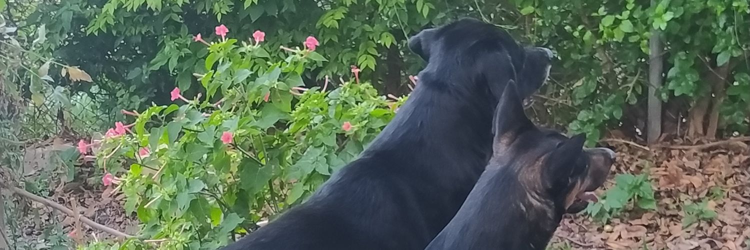 Lachonico's profile banner image