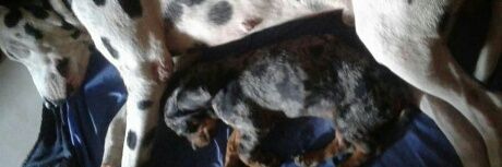 barista hitam putih banner