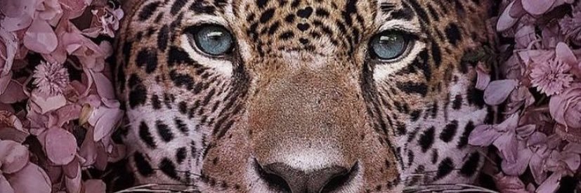 Ghadafhd's profile banner image