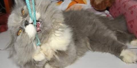 nonisilvi's profile banner image