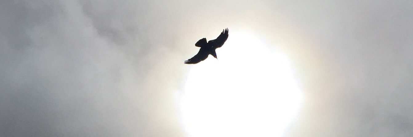 ALELeakey's profile banner image