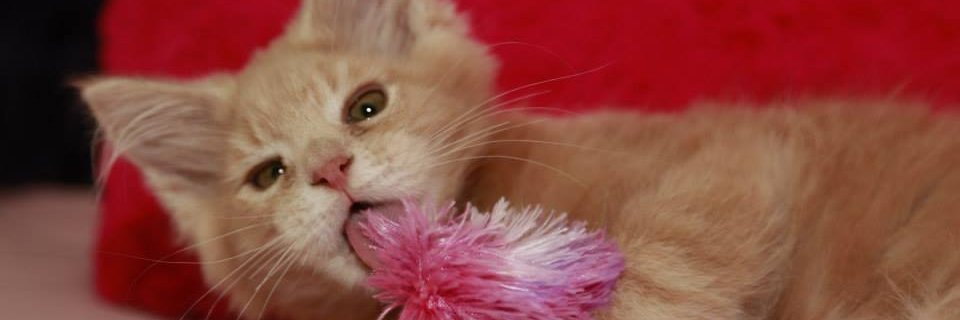 moleeuwtje's profile banner image