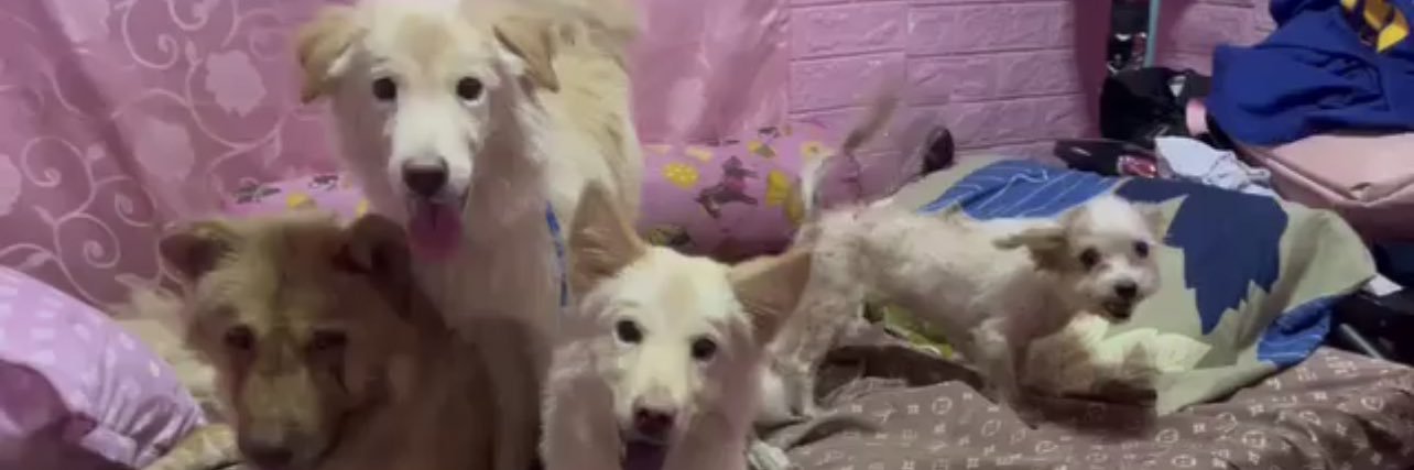 𝒿𝓊𝓁𝒾𝓊𝓈 💫 banner