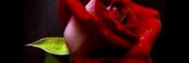 el_shahm's profile banner image