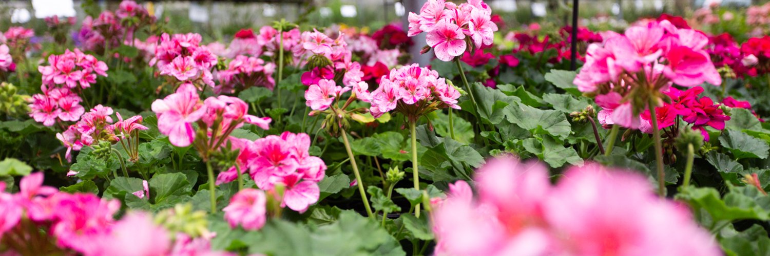 RittersGarden's profile banner image
