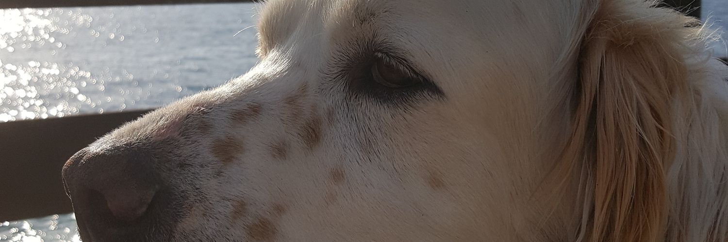 michelemiceli's profile banner image