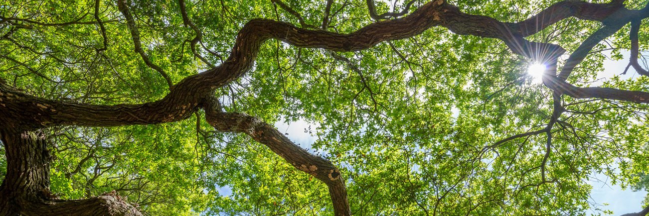samhilltreecare's profile banner image