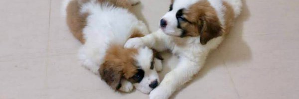 Shamayita Profile Banner