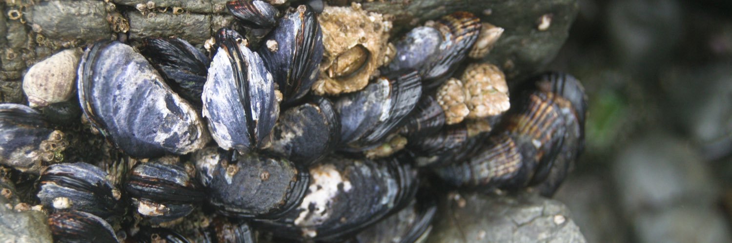 Shellfish Reefs banner