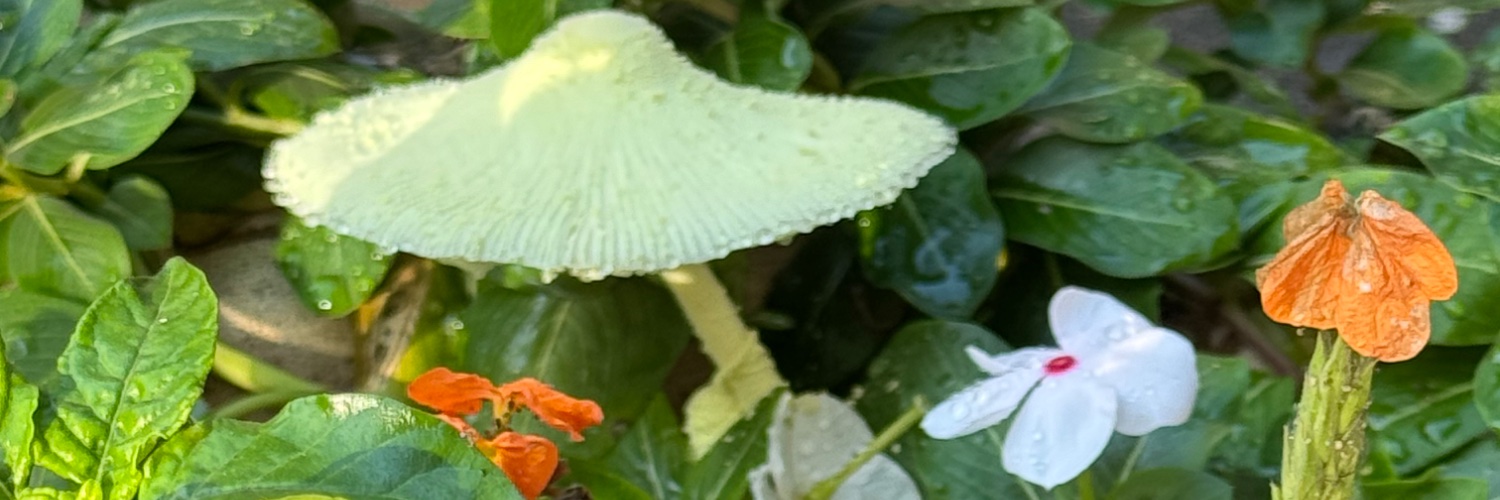 meanpaul11's profile banner image