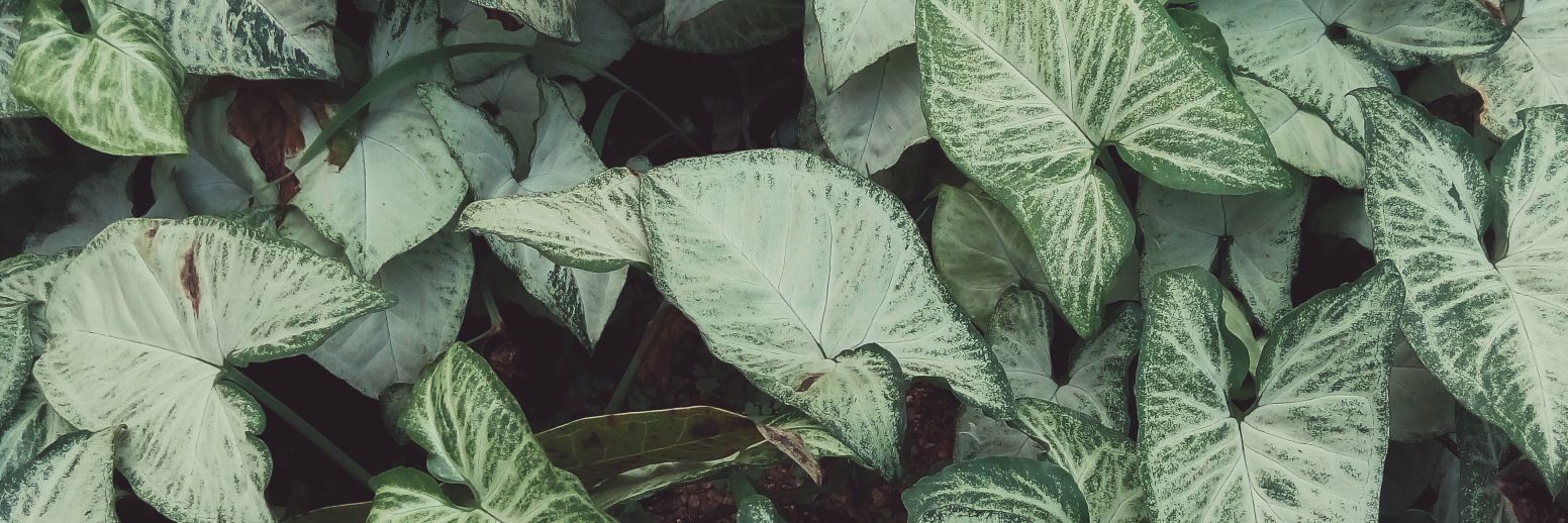 DavidGabato's profile banner image