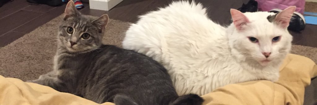 CindiLuHui's profile banner image
