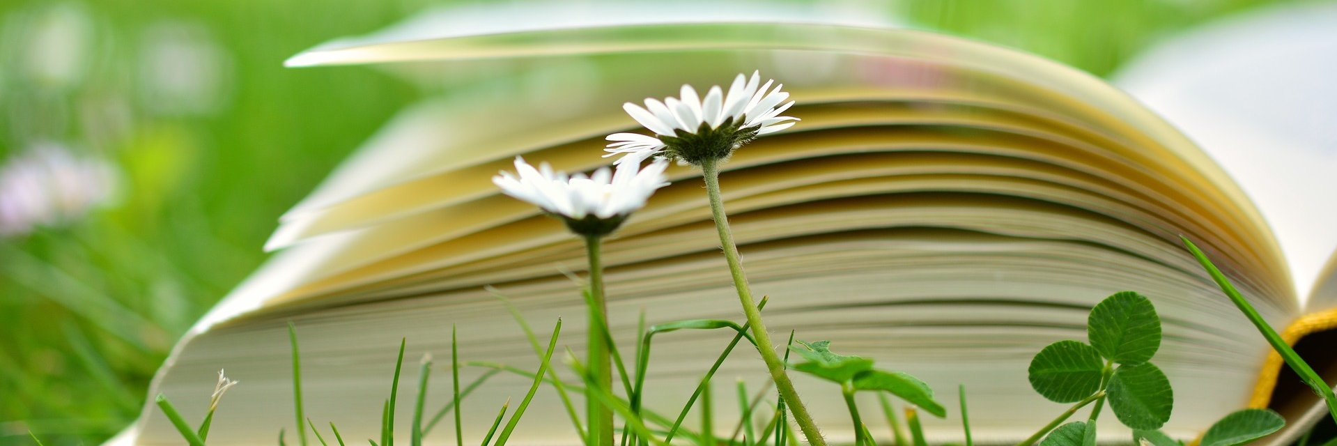 Pauline Rodriguez banner
