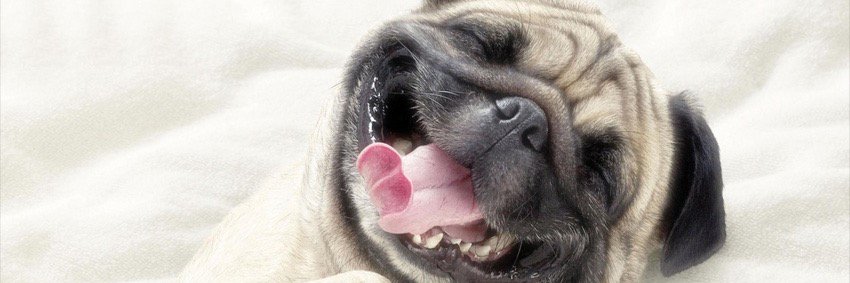 101happydogs's profile banner image