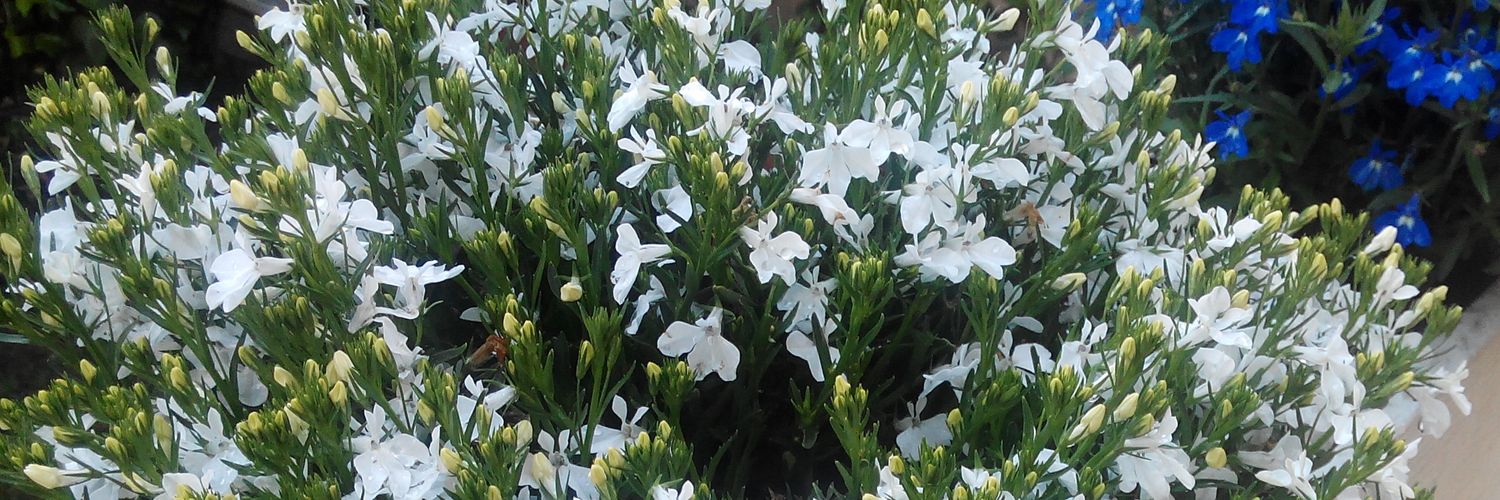 Isabel Moreno banner