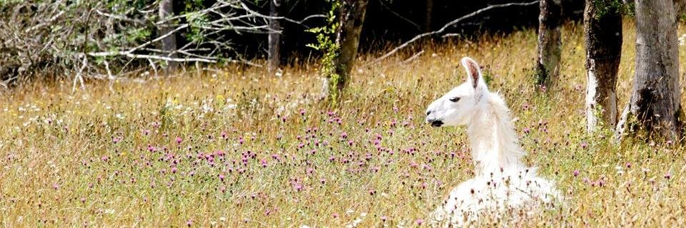 StonehallFarm's profile banner image