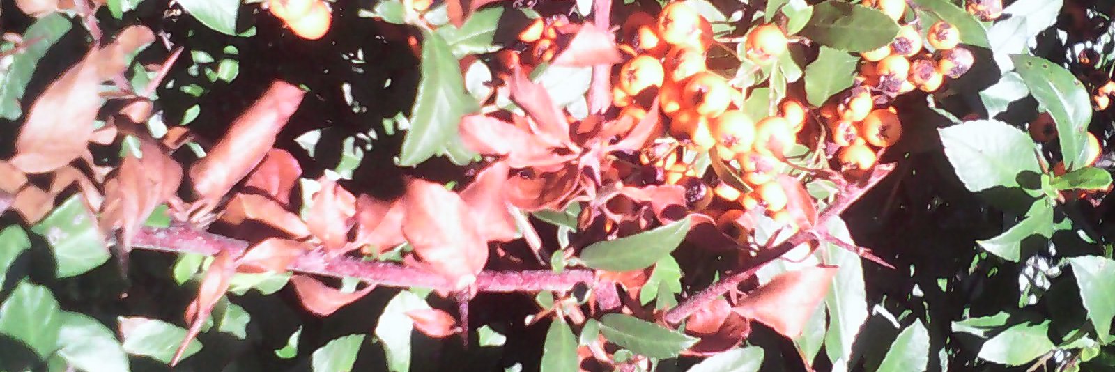 ElizabethAnnRoy's profile banner image