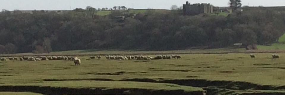 Gower Salt Marsh Lamb banner
