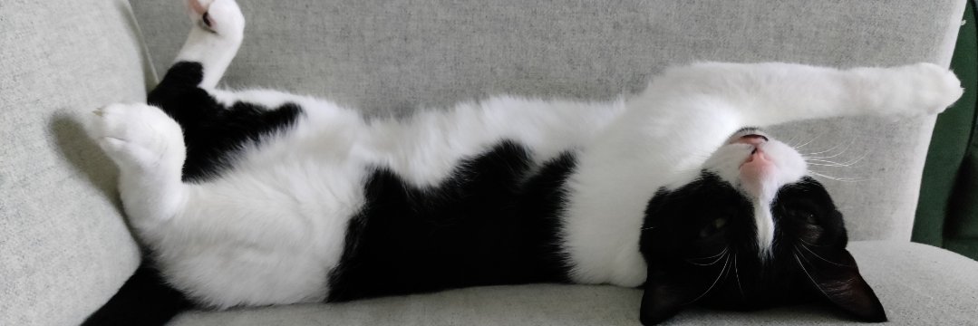 Muffi 🇺🇦 🇮🇱 🇻🇪 banner