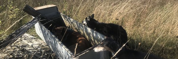 clareshakya Profile Banner